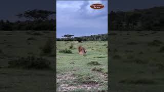 Intimate Moments in the Wild Lions Mating at Olare Motorogi Conservancy [upl. by Yedsnil]