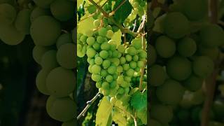 Grapes fruits shorts nature fruit farming trending [upl. by Erapsag]