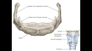 Two Minutes of Anatomy Hyoid Bone [upl. by Aanas]