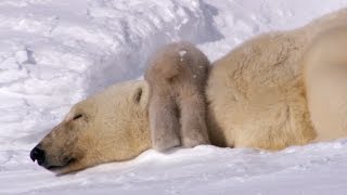 Polar Bear Cubs Taking Their First Steps  Planet Earth  BBC Earth [upl. by Reube]