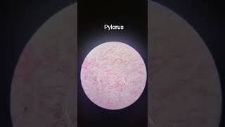 Pylorus [upl. by Cori]