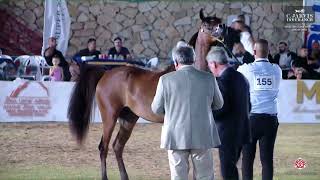 N 155 WAFA AL ARAB Iksal Arabian Horse Show Fillys 2022 C Class 13 [upl. by Dudden]