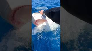 Tiger shark biting at my hand 😳🦈 sharkdiving savesharks sharkdiver tigershark ocean [upl. by Fillian]