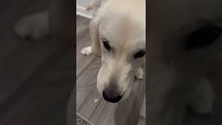 The best ASMR dog eating ice asmr englishcreamgoldenretriever iceeating [upl. by Gimpel]