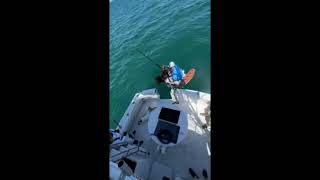 Captain Mark The Shark Sandbar Shark Release Pompano Beach FL [upl. by Gwendolyn]