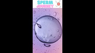 How Sperm Meets Egg Fertilization shorts [upl. by Geminian]