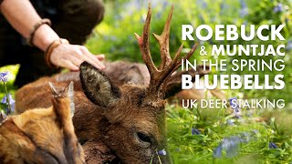 Roebuck and Muntjac stalking in the Spring bluebells [upl. by Ennirac]