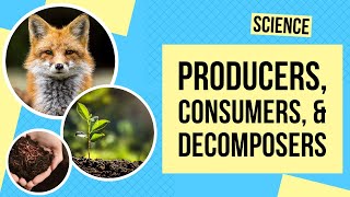 Producers Consumers and Decomposers  Science Lesson [upl. by Gui593]