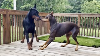 Freya the Dobermans First Step Towards Motherhood [upl. by Annavaig]