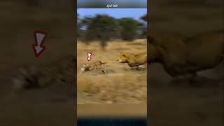 Why do lions rarely hunt cheetahs lion cheetah animals [upl. by Aras253]