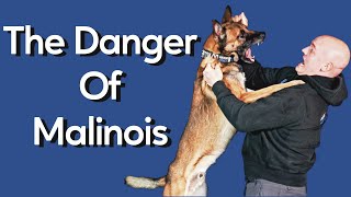 Most Dangerous Thing About Owning Malinois [upl. by Rowe156]