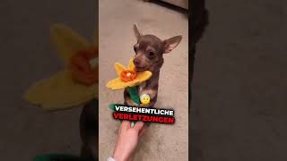 Hast du einen davon hund tierliebe wissenswert tiere hunde doglover [upl. by Avram]