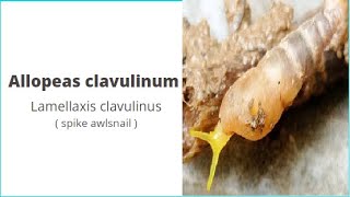 Allopeas clavulinum  Lamellaxis clavulinus  spike awlsnail [upl. by Tartaglia]