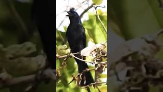 Rackettailed Drongo Call [upl. by Janetta590]