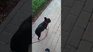 Dog walkers there favorite time to walk outsideshorts video [upl. by Gordie]