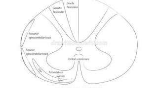 Spinal Cord Ascending Tracts  Draw it to Know it Neuroanatomy [upl. by Sallyanne]