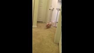 Mini Pig Runs Like Crazy [upl. by Ayanat67]