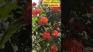 ixora shorts video reels plants nature [upl. by Eckmann]