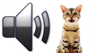 8 HOURS CAT SOUNDS MEOWING NOISES ATTRACT CATS ANNOY CATS [upl. by Om]