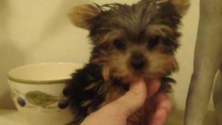 Micro Teacup Yorkie puppy for sale under 2 lbs fully grown quotByronquot [upl. by Millman557]