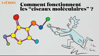 Comment fonctionnent les ciseaux moléculaires   Le tour de la question [upl. by Enyrat]