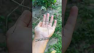 Dancing Stick Bug [upl. by Coe]