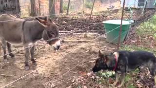 German Shepherd and Mini Donkey So Funny [upl. by Hardman]