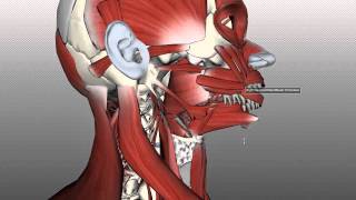 Tongue Muscles and the Hyoid Bone [upl. by Marcellus]