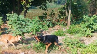 Angry and Aggressive Dog  Doberman and German Shepherd protecting his area [upl. by Htenek582]