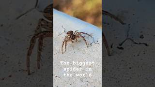 The biggest spider in the world [upl. by Hinman]