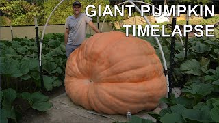 2480 lb Giant Pumpkin Timelapse  aka quotBear Swipequot  Winner of Topsfield Fair [upl. by Asamot176]