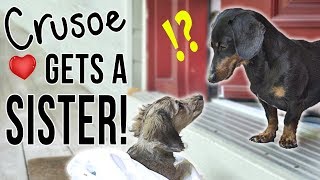 Ep 1 Crusoe Gets a SISTER  Cute Dachshund Puppy Video [upl. by Ynattib682]