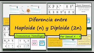 Diferencia entre Haploide y Diploide Dotaciones Cromosómicas Cromosomas Homólogos Biología [upl. by Belldame]