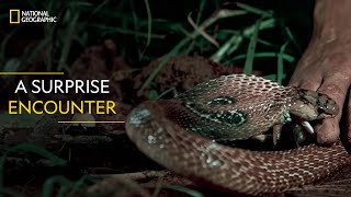 A Surprise Encounter  Snakes SOS Goas Wildest  National Geographic [upl. by Callista]