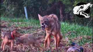 Coyotes Try To Run Down Our Dog  Coyote Hunting With Decoy Dogs [upl. by Henricks]