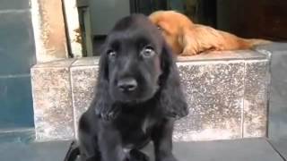 Cutest black cocker spaniel puppy ever [upl. by Amelita35]