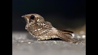 Cuban Nightjar Bin3aiah Birds [upl. by Maury]