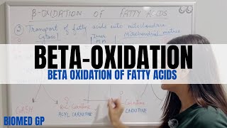 BetaOxidation of Fatty Acids  Metabolism of Lipids [upl. by Adnawal]