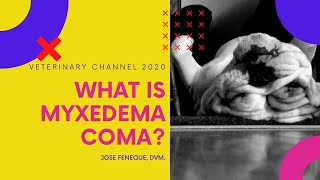 What Is Myxedema Coma  A Canine Hypothyroidism Complication [upl. by Amzu]