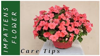 IMPATIENS PLANT CARE IMPATIENS FLOWER CARE WINTER FLOWER IMPATIENS FLOWER sanats garden [upl. by Anuahs]