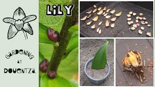 6 Ways to Propagate Lilies  Scaling Bulbils Division Cuttings Bulblets amp Seed [upl. by Nanoc]