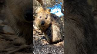 Check out Bullion Now for all your Quokka coins quokka ​⁠BullionNow rottnestisland silvercoins [upl. by Labors]