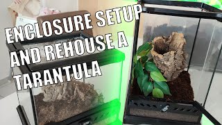 How to setup an EXO TERRA enclosure and rehouse a Caribena versicolor [upl. by Randolph515]