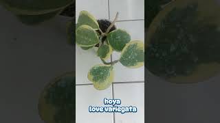 tanaman Hoya love variegata plants garden tanamanindoor tanamanhiashoyaplant [upl. by Meave]