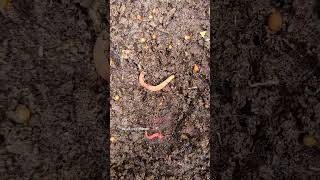 Wormcastings with cocoons How many challenge gardening garden wormfarm [upl. by Htial]