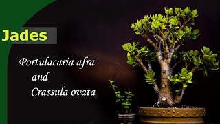 How do you grow Jades  Bonsai from Crassula amp Portulacaria [upl. by Kuhlman]