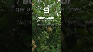 Buy Land  countryside investinportugal farmlife buyland homestead doityourselfproject [upl. by Horan213]