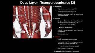 True Back Muscles  The Transversospinales and Segmental Groups [upl. by Inad]