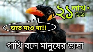 কথা বলা ময়না পাখি। kotha bola moina pakhi। Talking birds।। pet birds [upl. by Yadroc20]