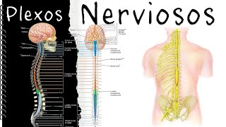 Plexos nerviosos ‐ Fácil y didáctico [upl. by Teryl]